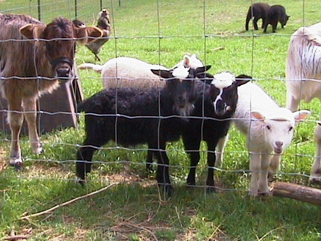 miniature sheep