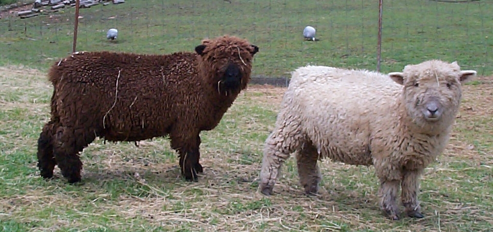 miniature sheep