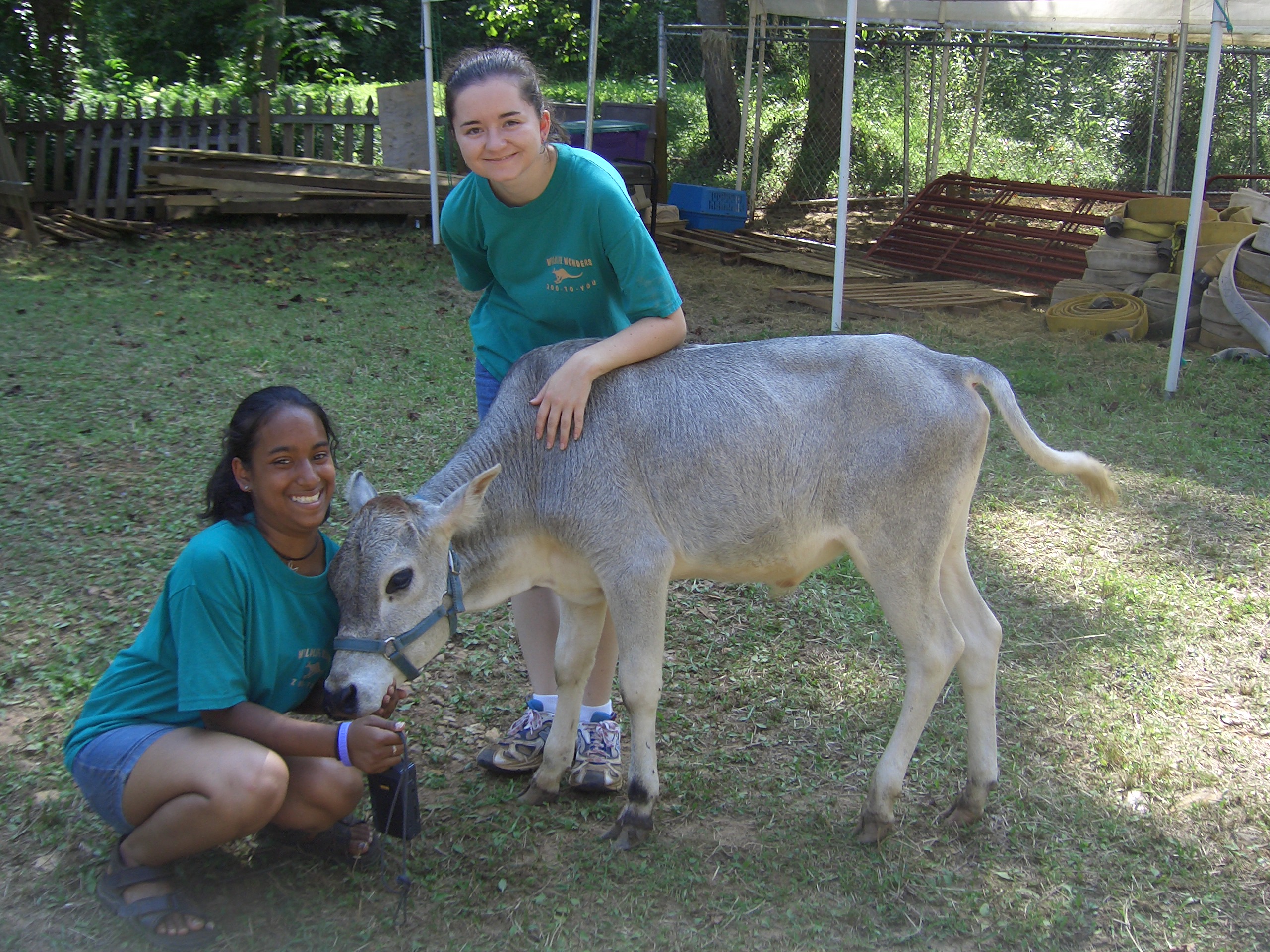 Thistle zebu bull