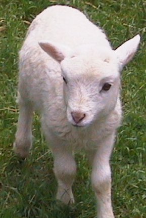 cute_white_baby_lamb.jpg